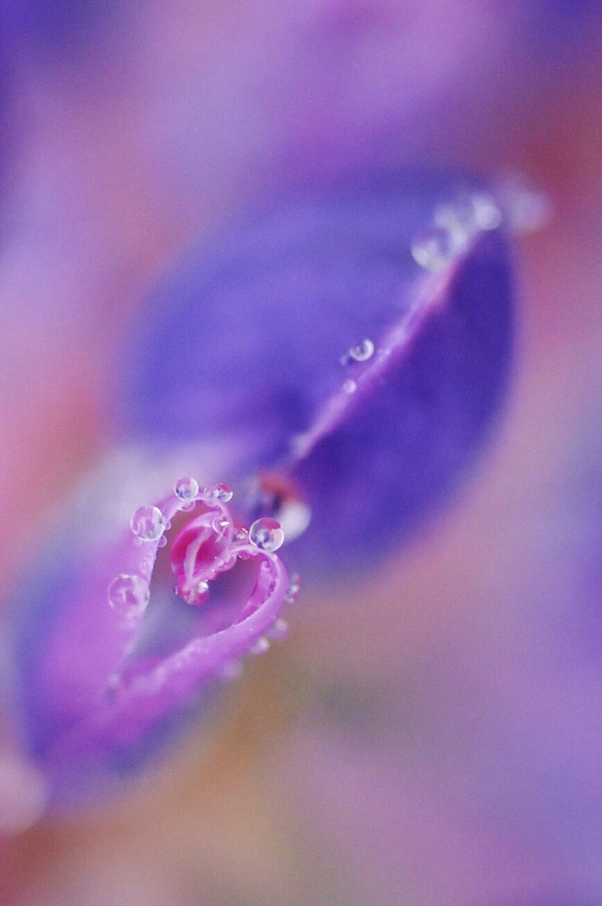 Close-up of wet flower