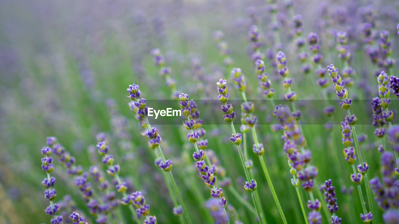 Beautiful blue petals of lavender flower blossom in row at field, selective focus and closeup photo