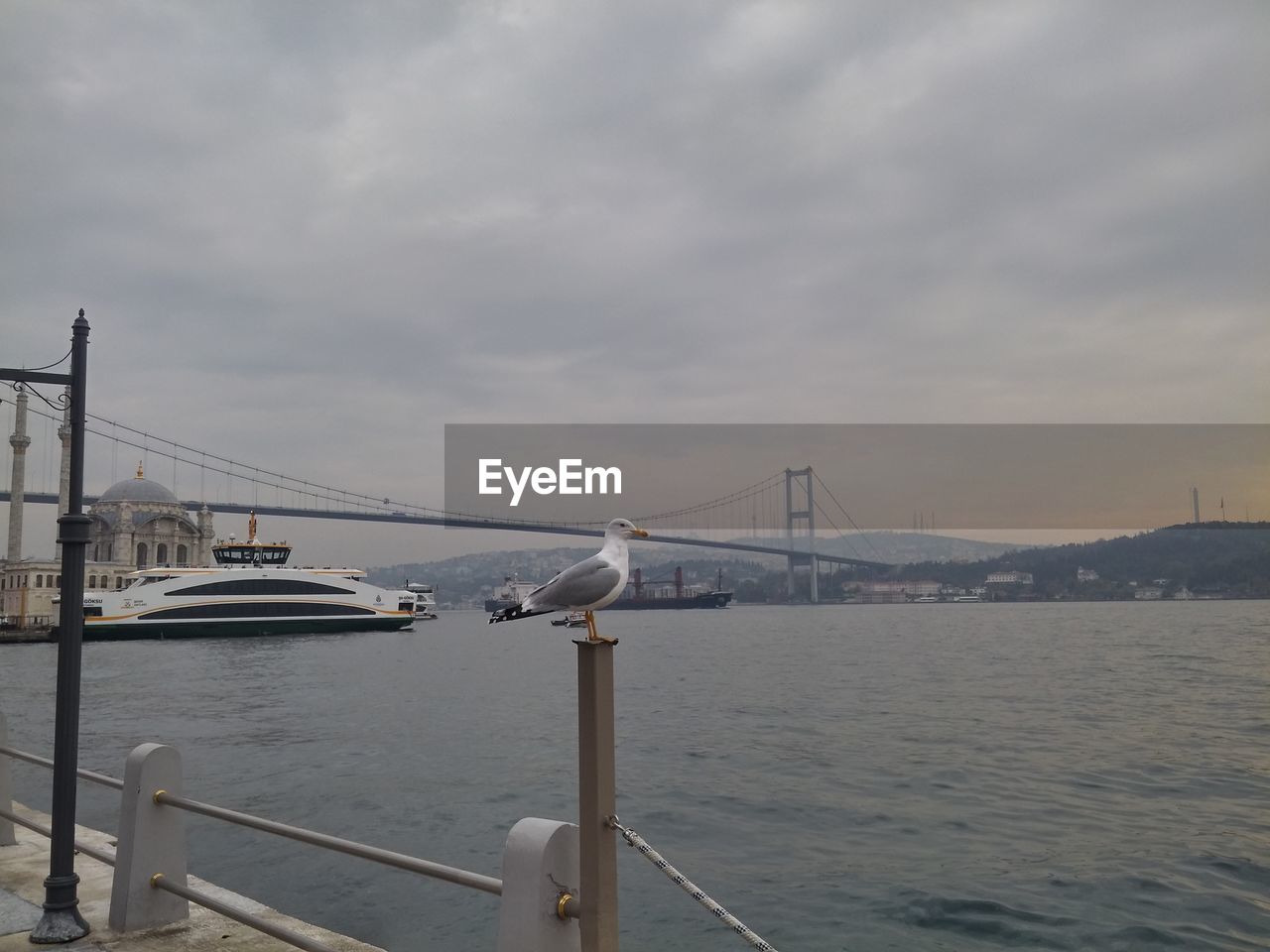 Seagull perching with july 15 martyrs bridge in background over sea 