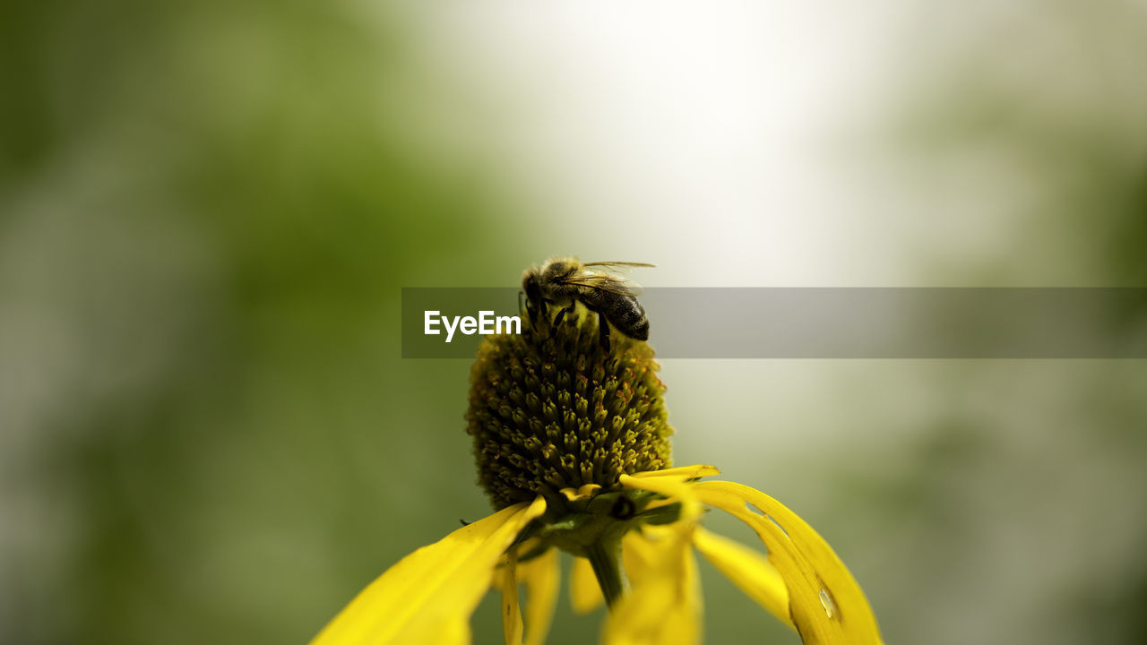 Close-up of bee on flower