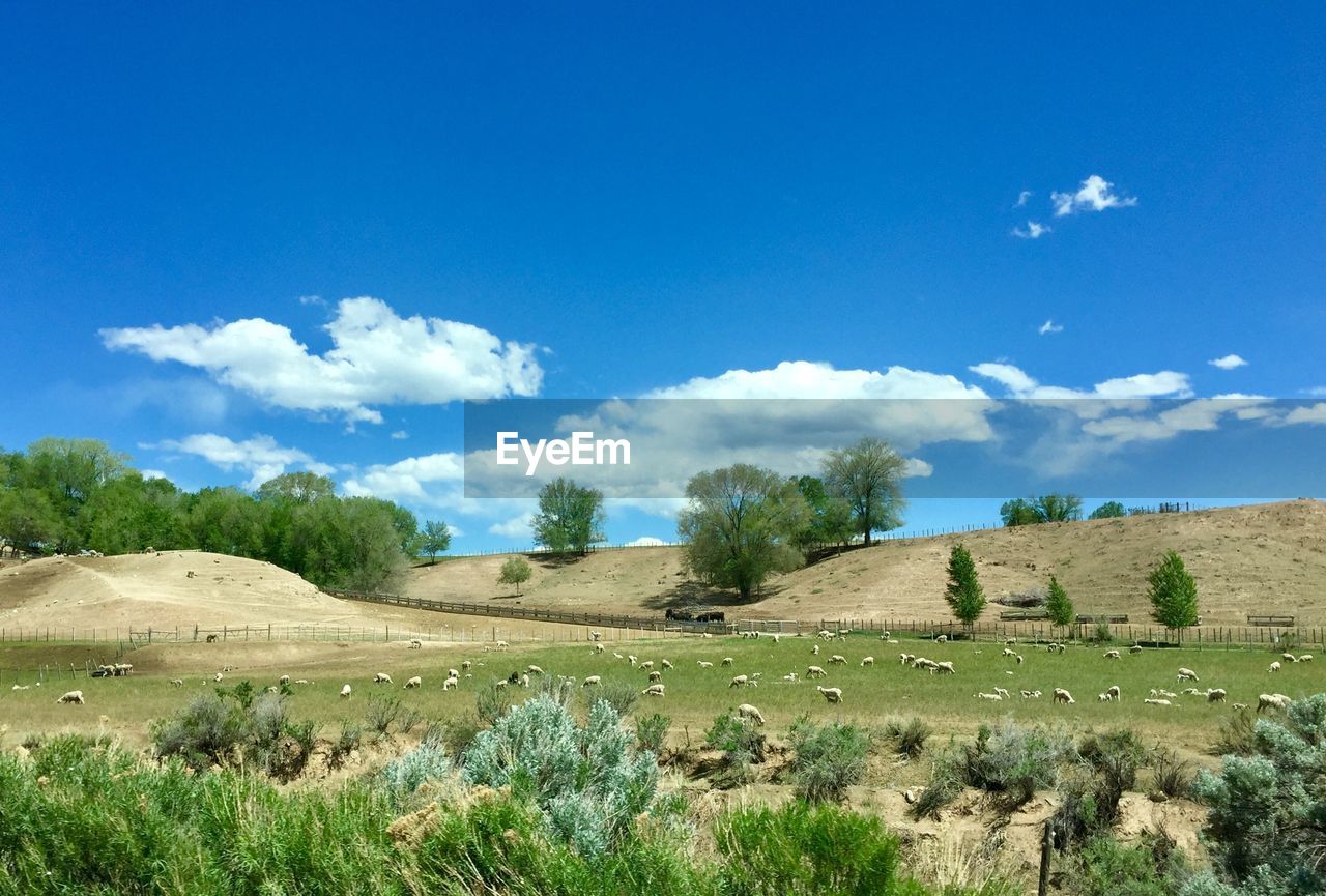 Scenic view of landscape against blue sky