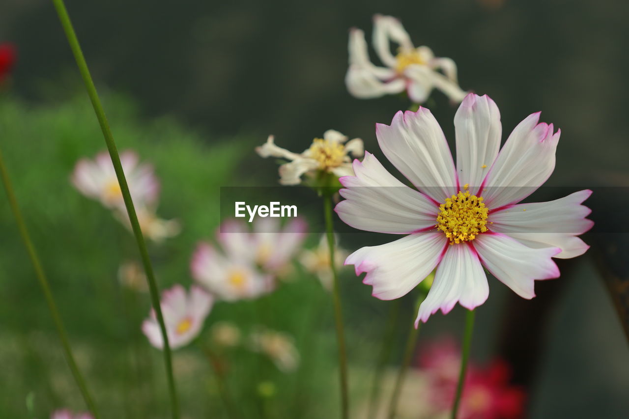 flower, flowering plant, plant, freshness, beauty in nature, fragility, petal, close-up, flower head, garden cosmos, nature, macro photography, inflorescence, growth, pollen, focus on foreground, blossom, no people, animal wildlife, white, pink, daisy, animal themes, botany, wildflower, animal, springtime, outdoors, cosmos, selective focus, insect, summer, grass, day, cosmos flower, meadow, yellow, plant stem