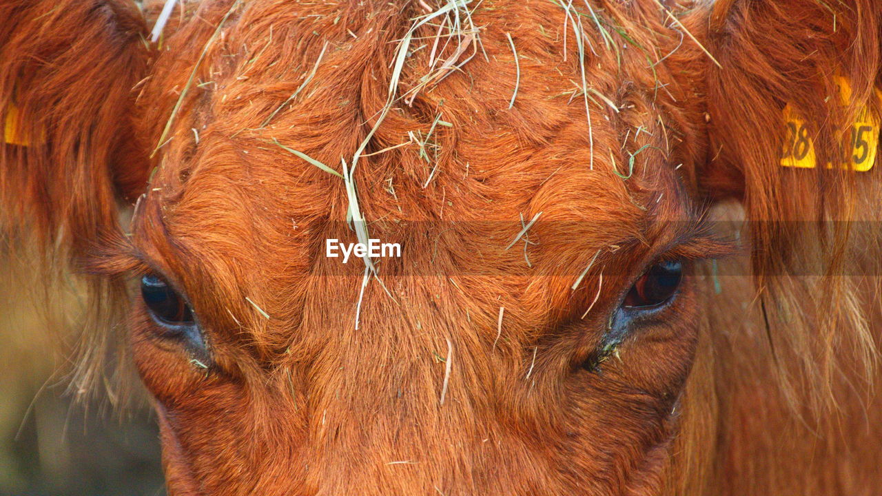 CLOSE-UP OF A ANIMAL