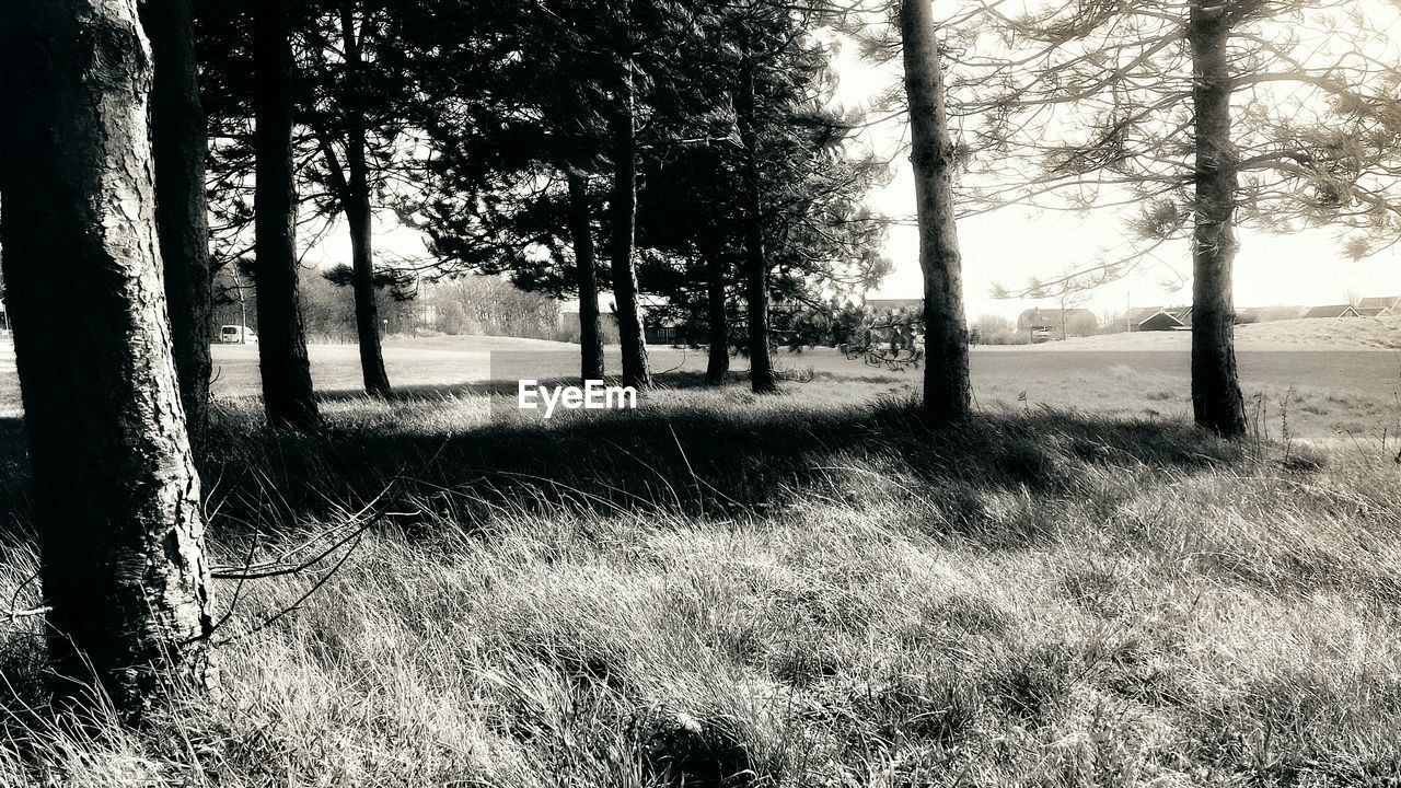 Trees in field