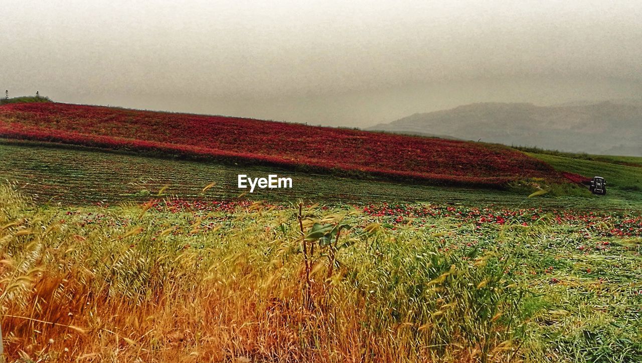 FIELD AGAINST SKY