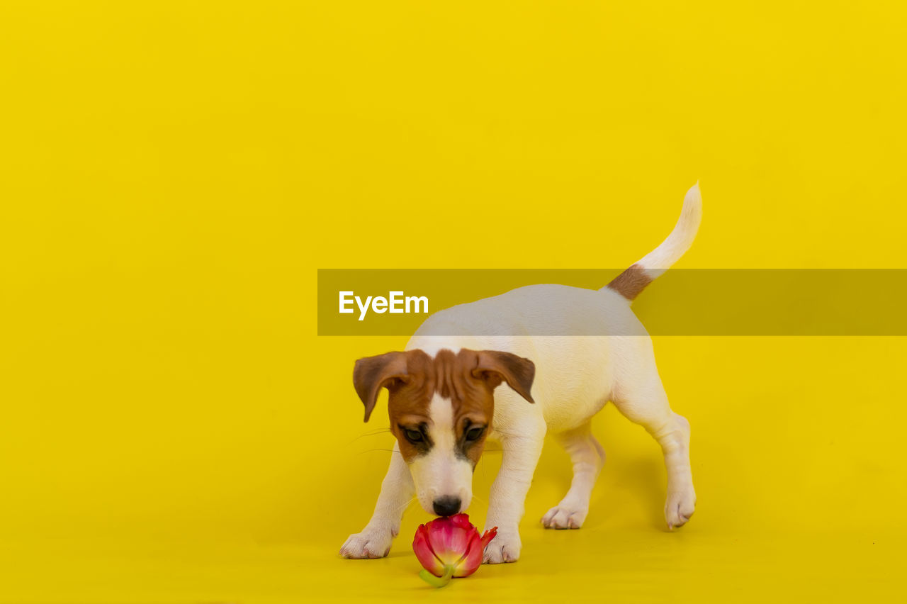 close-up of dog against yellow background