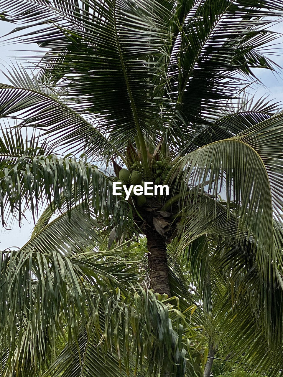 LOW ANGLE VIEW OF COCONUT PALM TREES