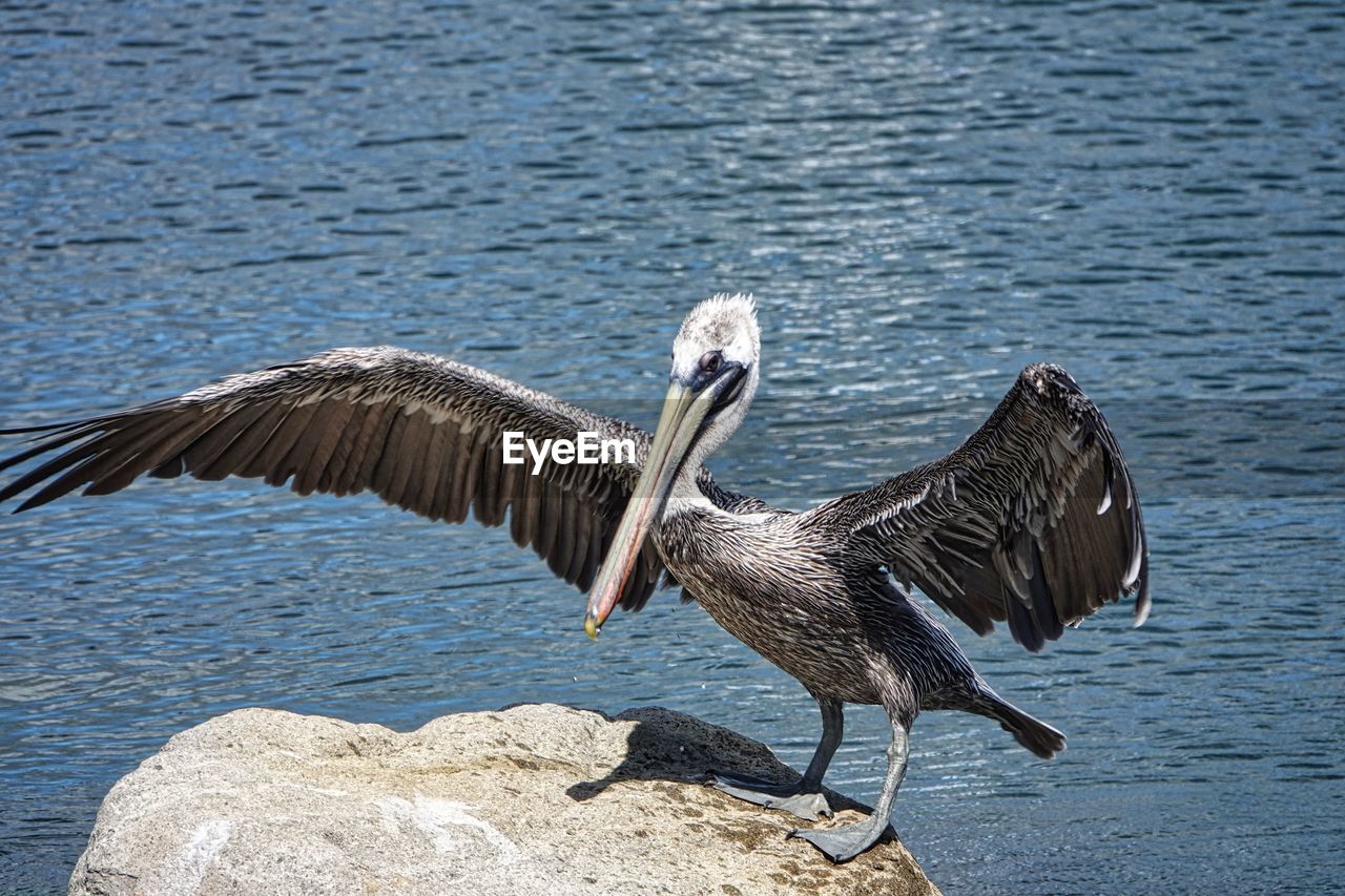 pelican perching on rock