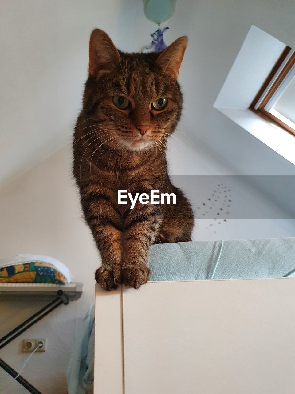 High angle view of cat sitting on floor