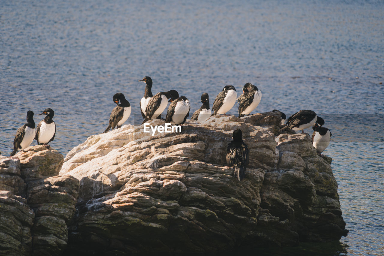 Flock of birds on rock at shore