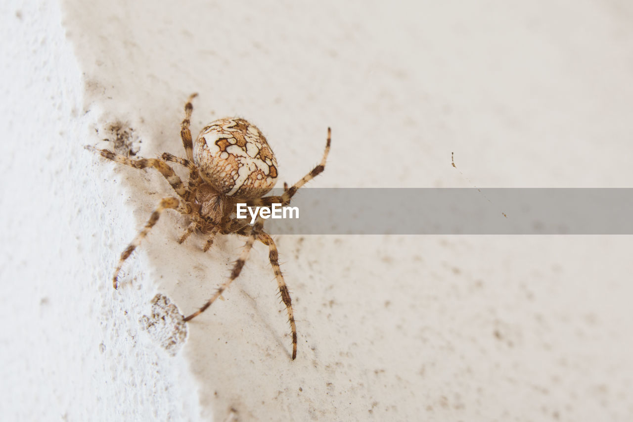 Close-up of spider on white wall