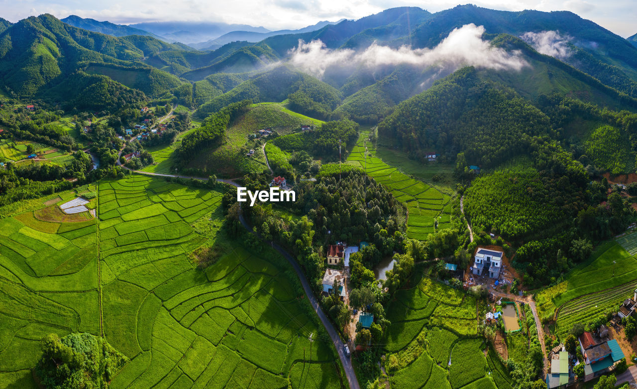 High angle view of trees on field