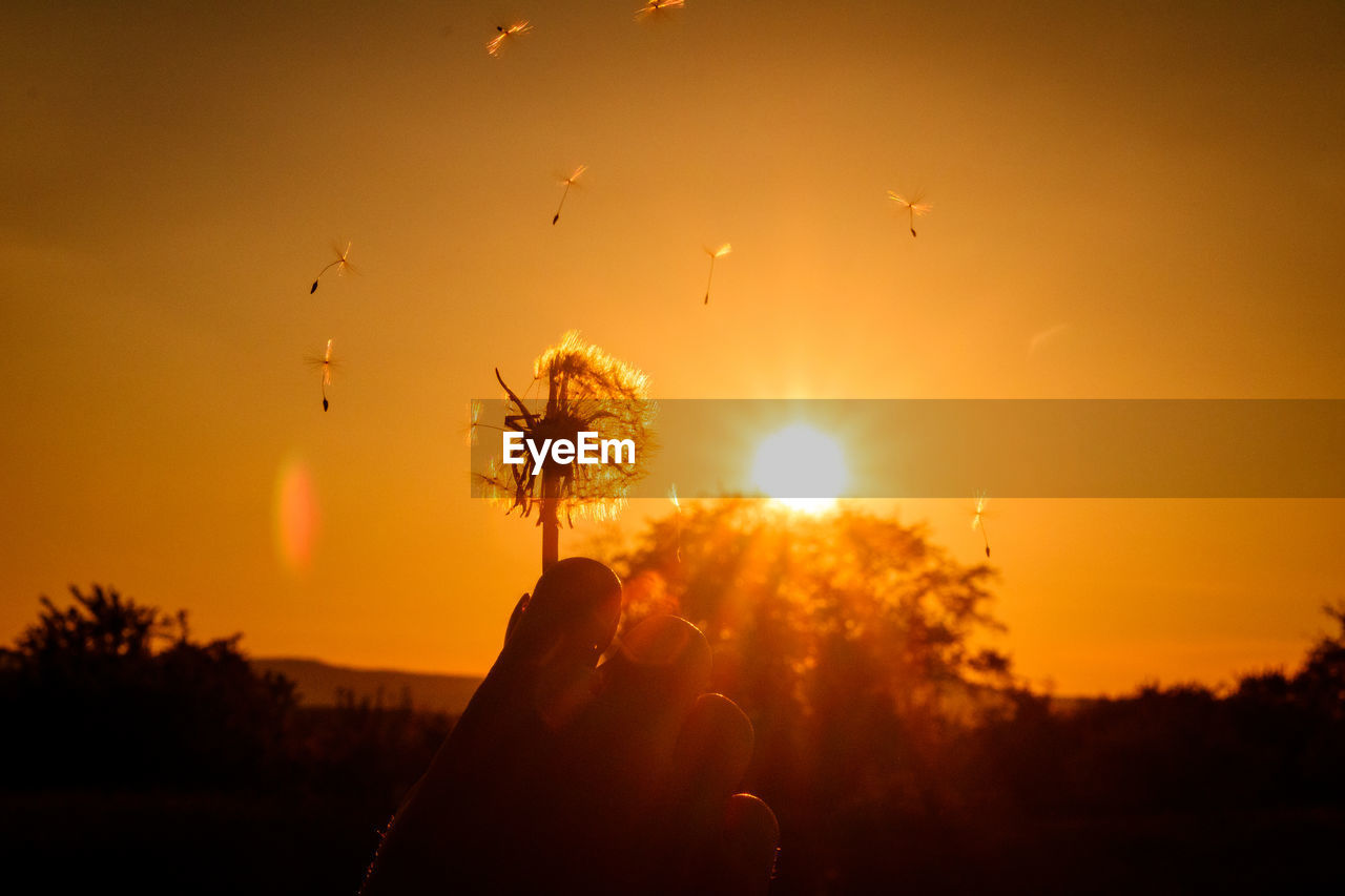 Cropped image of hand holding dandelion against sky during sunset