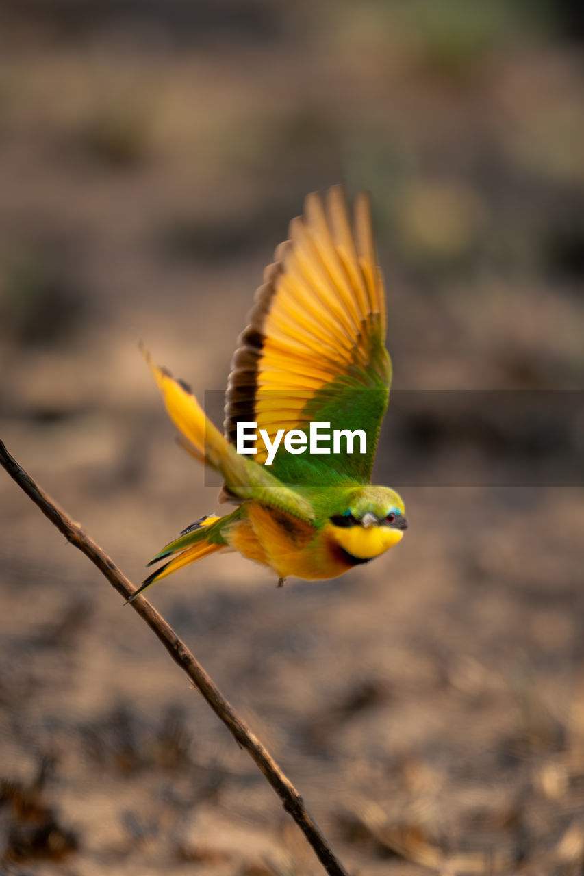 close-up of bird perching on plant