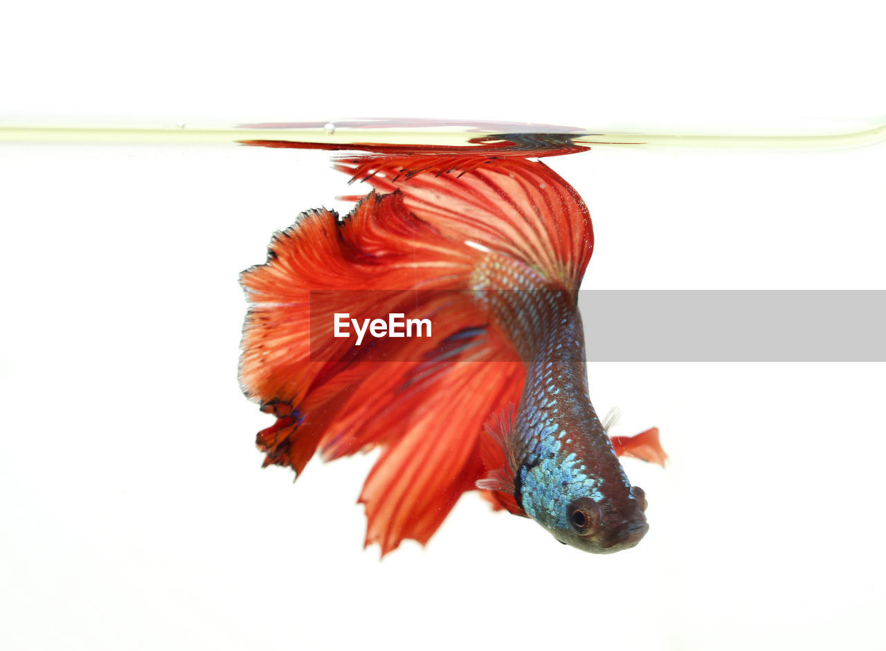 Red siamese fighting fish on white background