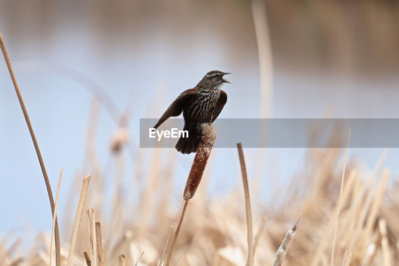 A female red winged blackbird calls out