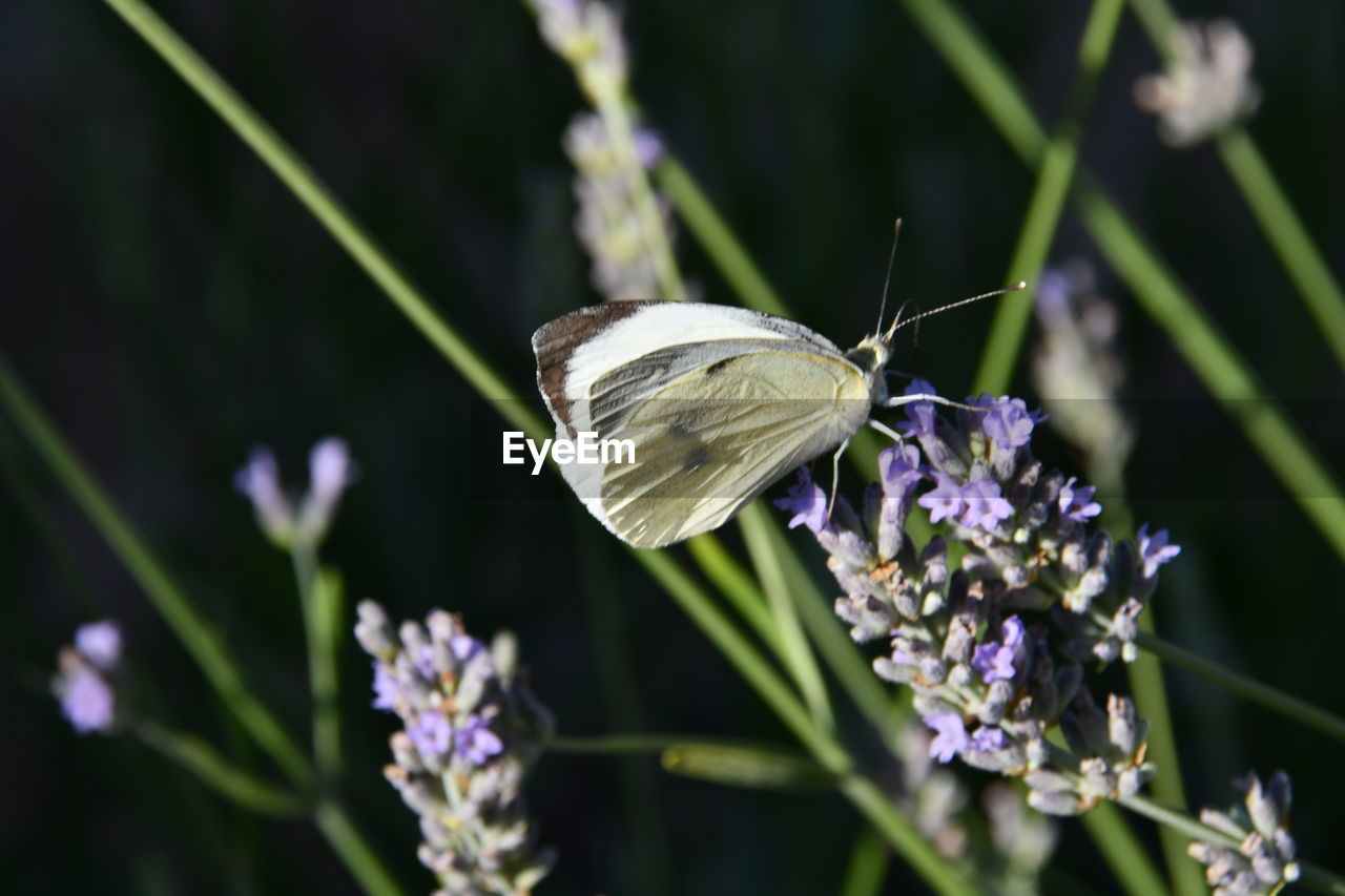 Butterfly in lavender