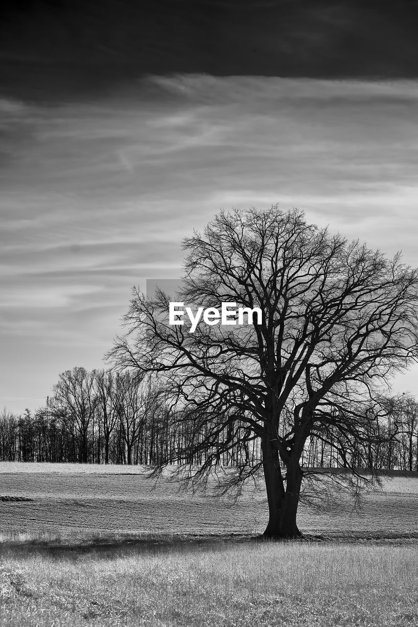 BARE TREE ON FIELD