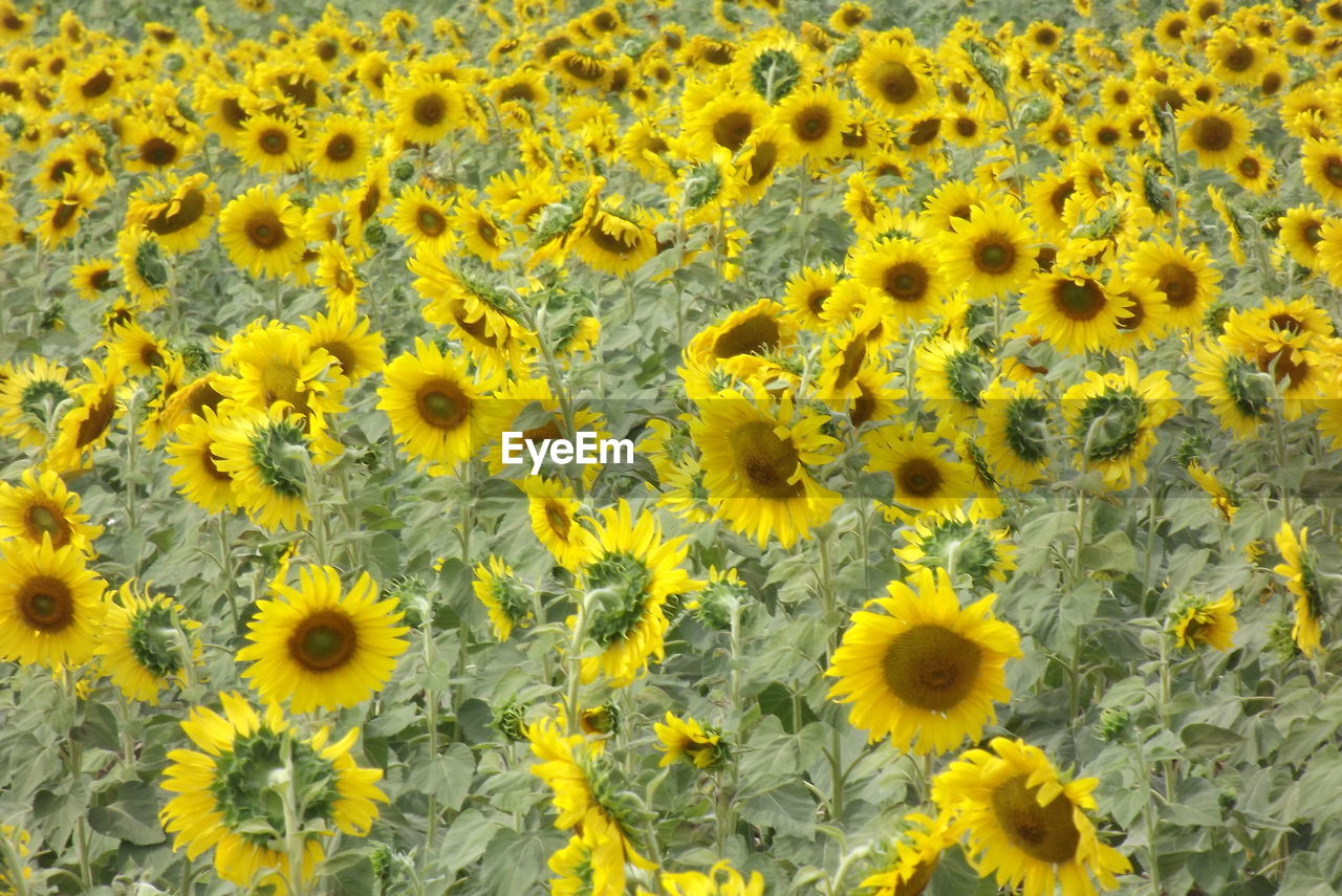FULL FRAME SHOT OF YELLOW SUNFLOWER