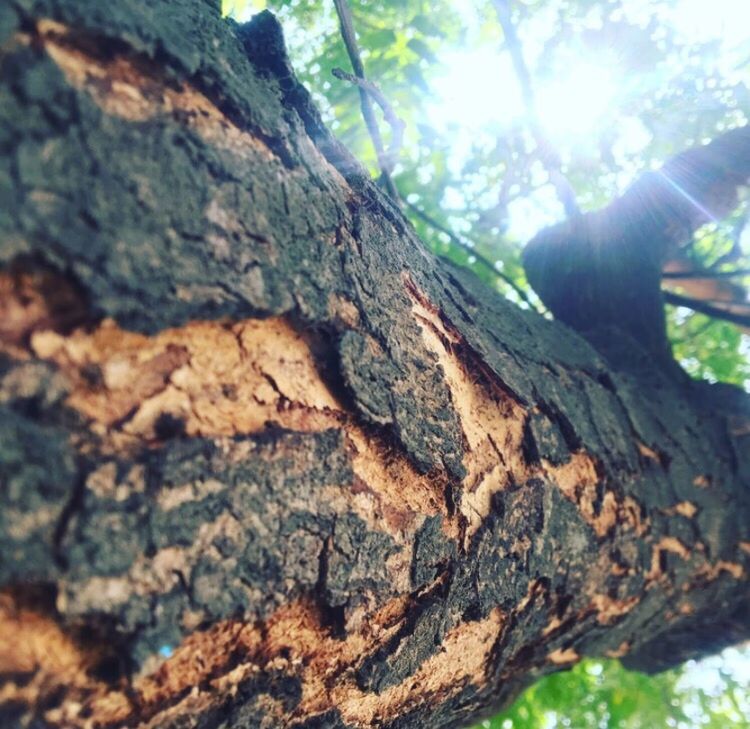 CLOSE-UP OF TREE BARK