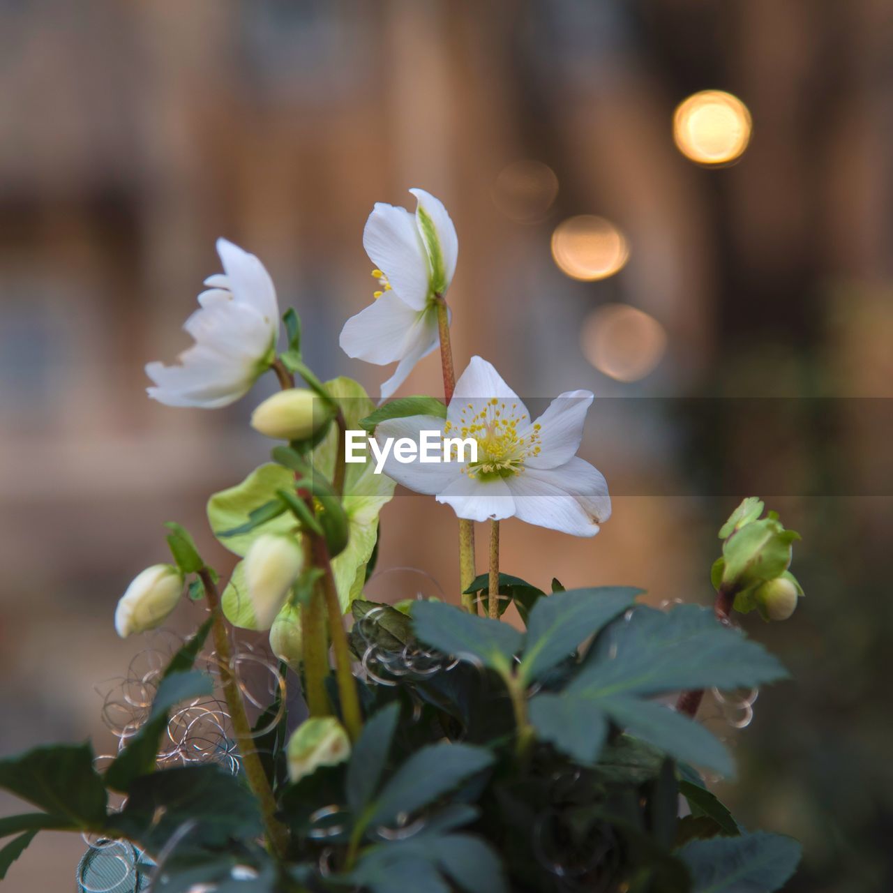 CLOSE-UP OF WHITE FLOWERING PLANT WITH FLOWERS