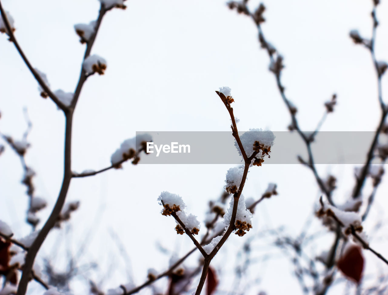 winter, spring, branch, tree, plant, twig, flower, snow, nature, blossom, leaf, beauty in nature, no people, day, freezing, frost, focus on foreground, close-up, cold temperature, sky, outdoors, growth, low angle view, white, springtime, food, selective focus, flowering plant, fragility, freshness