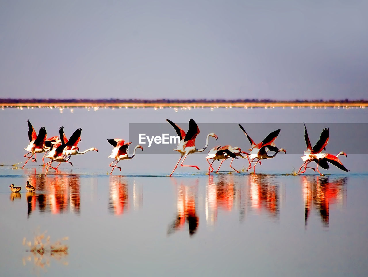 On the botswana salt pans flamingos take flight