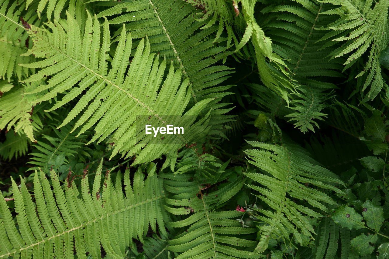 HIGH ANGLE VIEW OF FERN LEAVES AND TREES