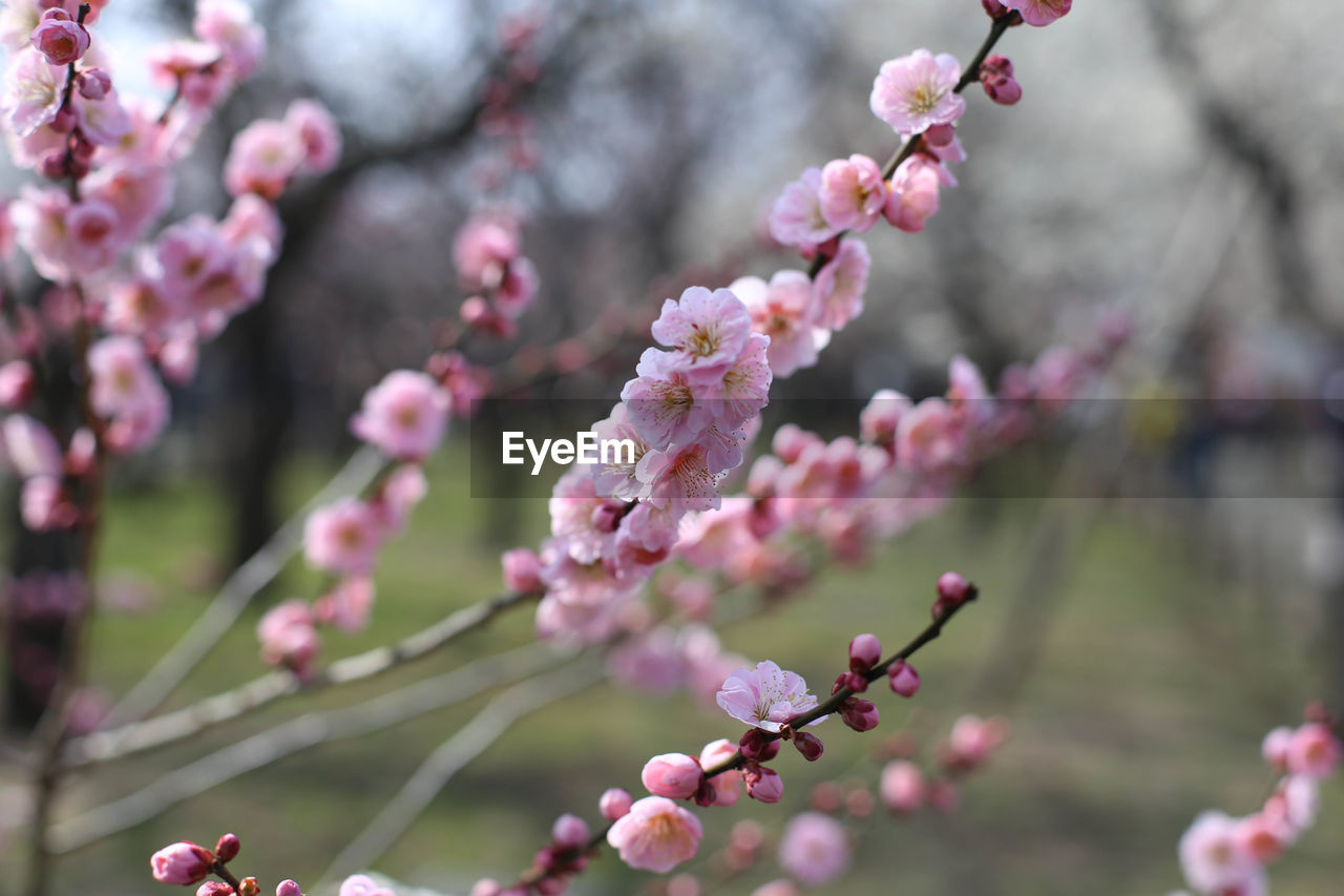 Close-up of pink plum blossoms at kairakuen garden 