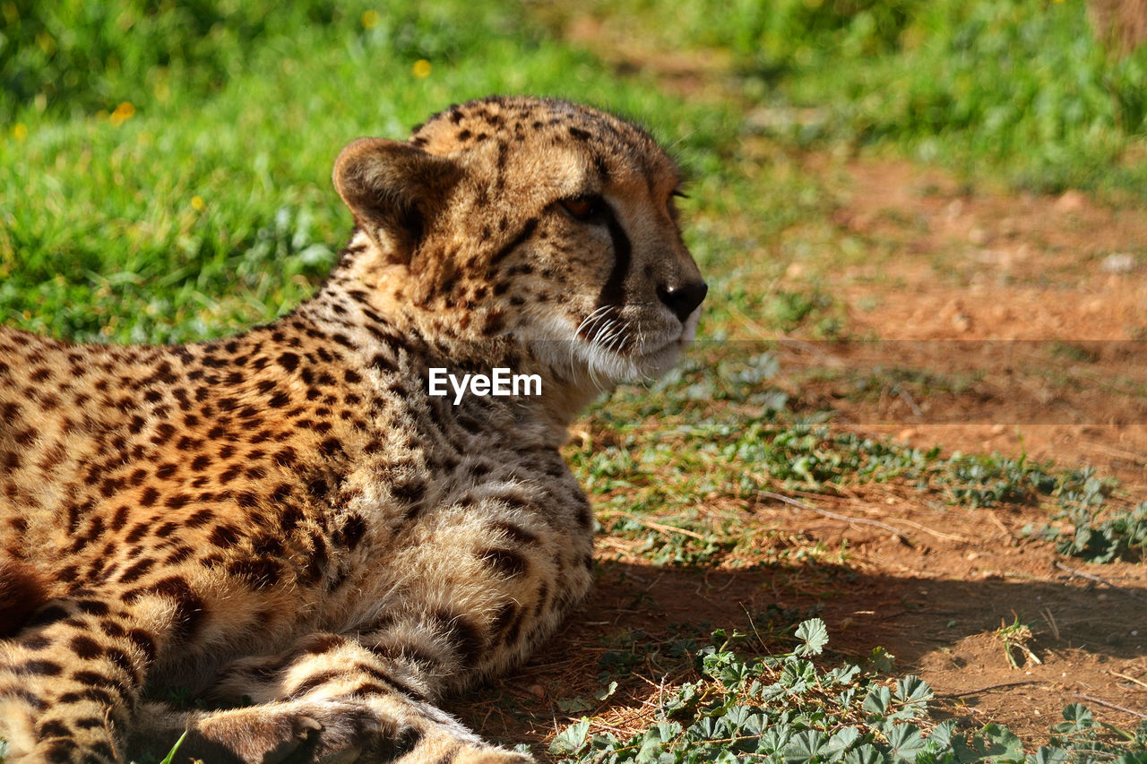 Cat lying on field