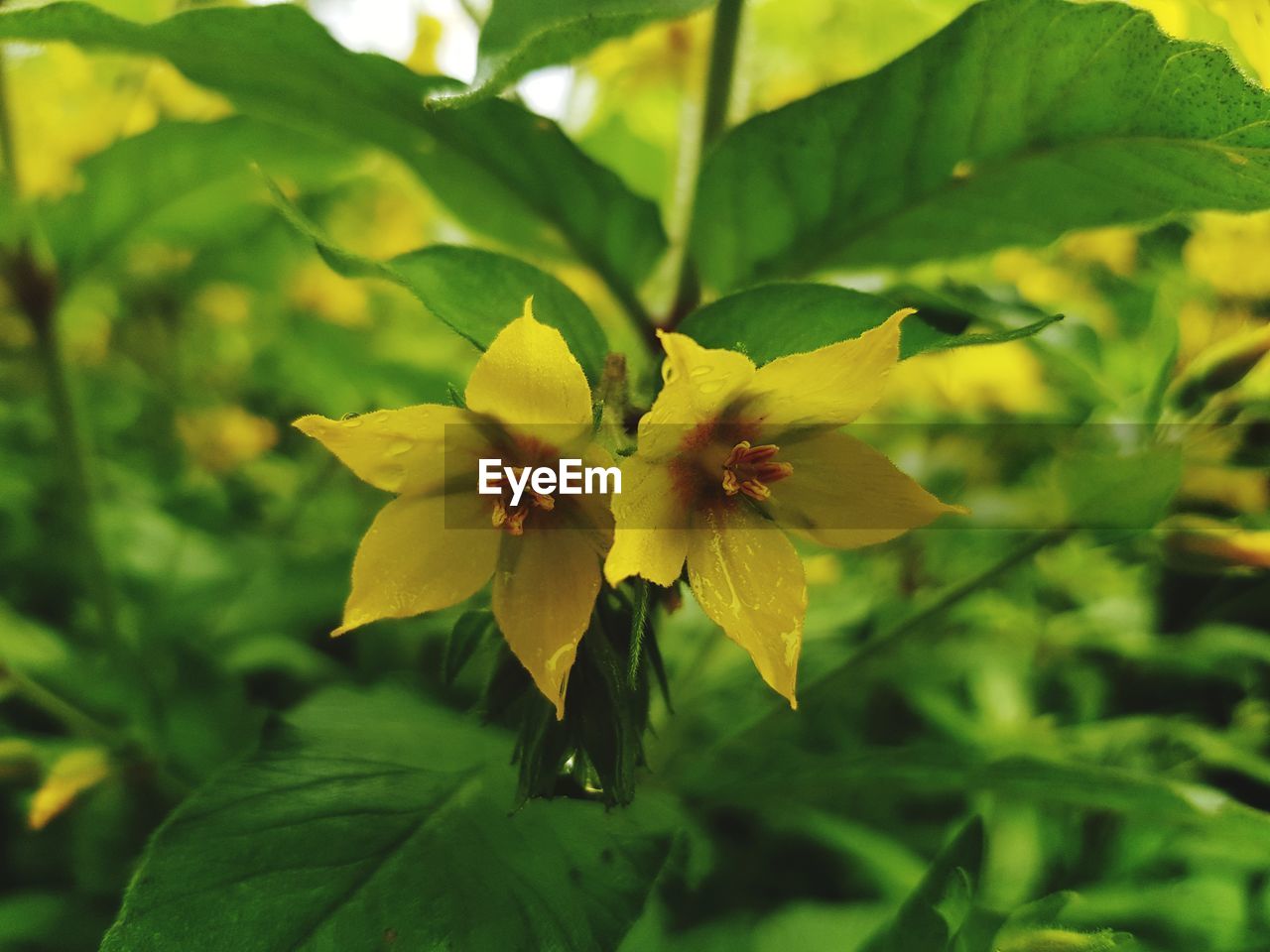 CLOSE-UP OF YELLOW FLOWERING PLANT DURING RAINY SEASON