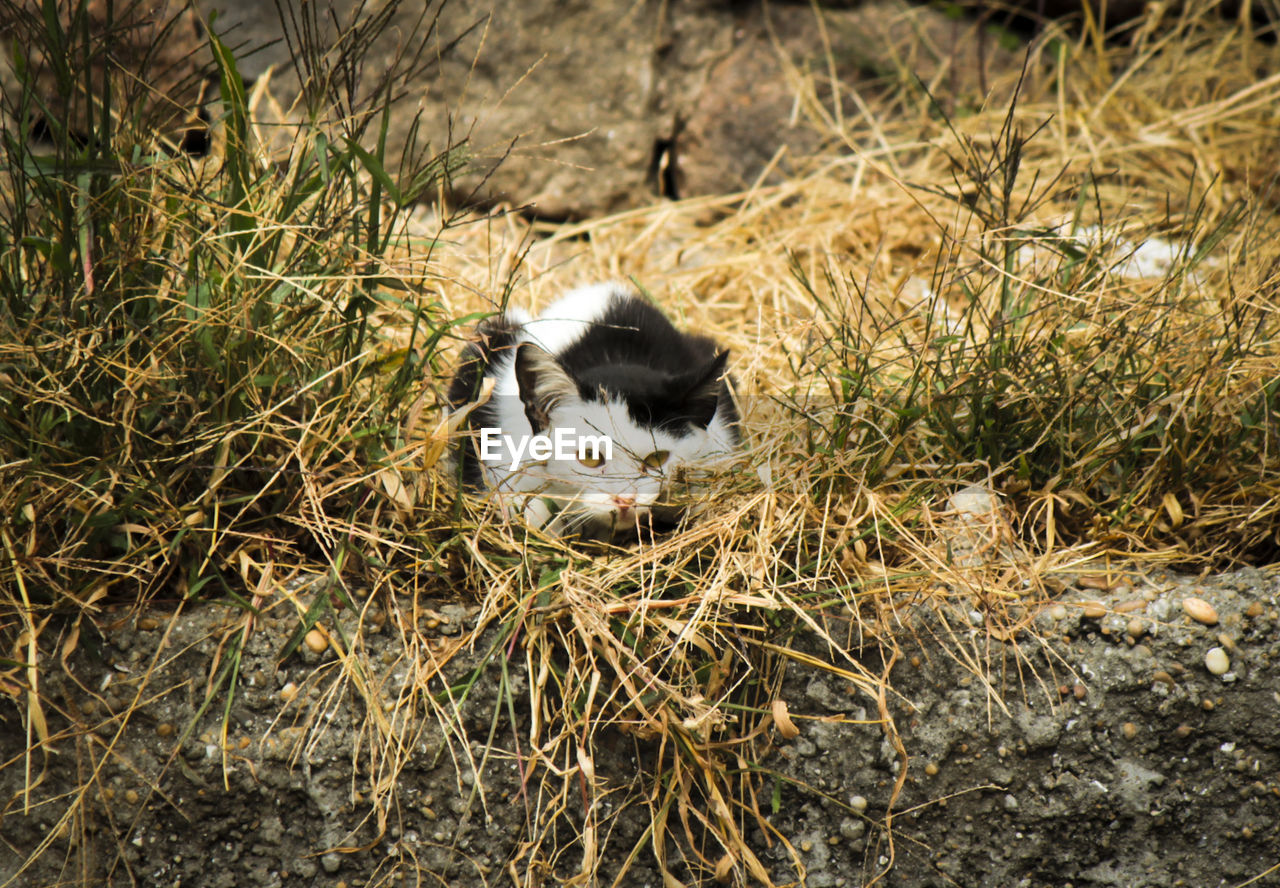 SHEEP ON GRASS