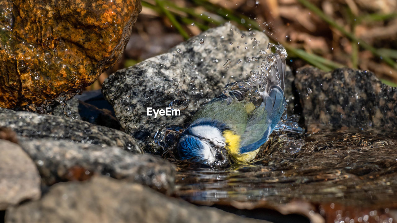 Close-up of a bathing bluetit frozen in time.