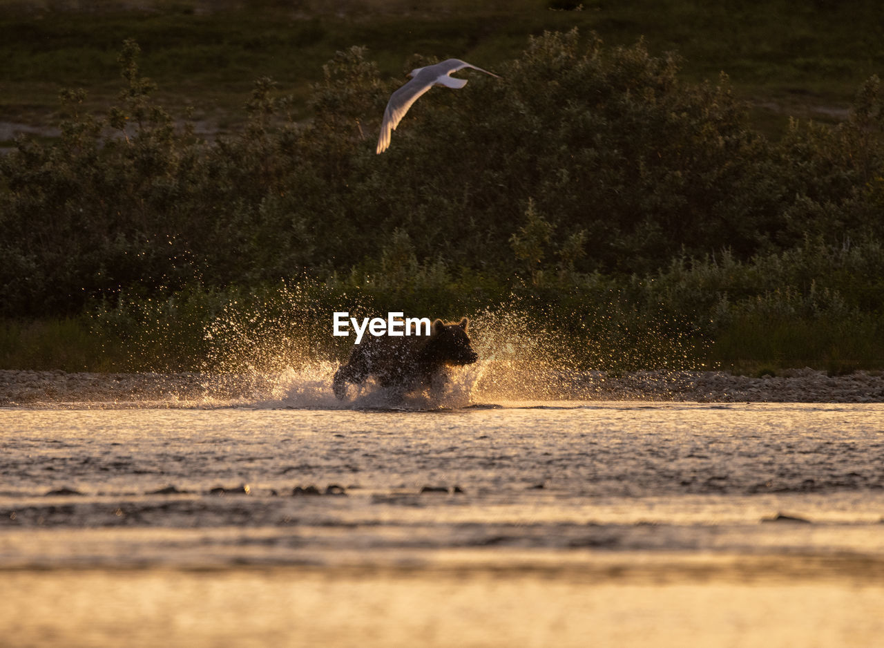 Brown bear running in backlight in river bank to catch salmon with seagull above him