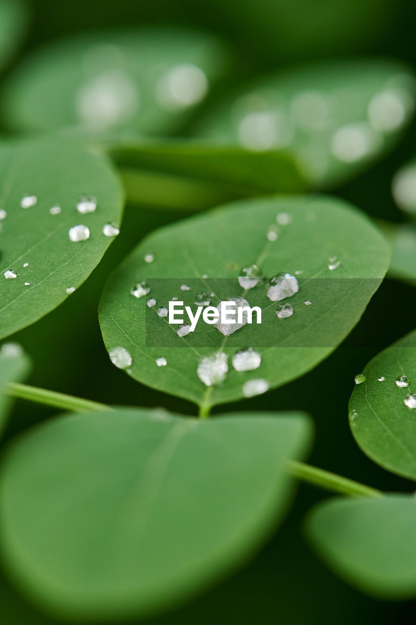 Close-up of water drops on green leaves