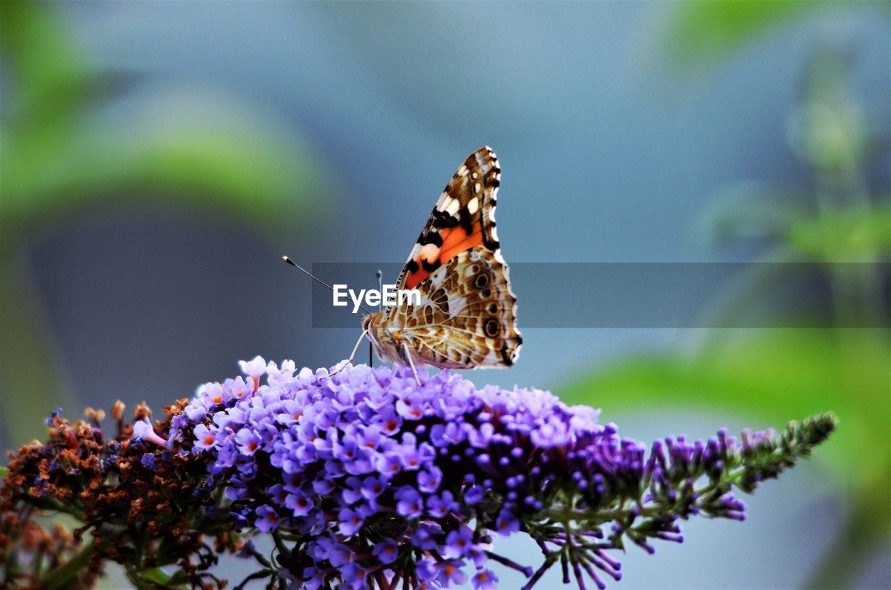 CLOSE-UP OF BUTTERFLY ON PURPLE FLOWER