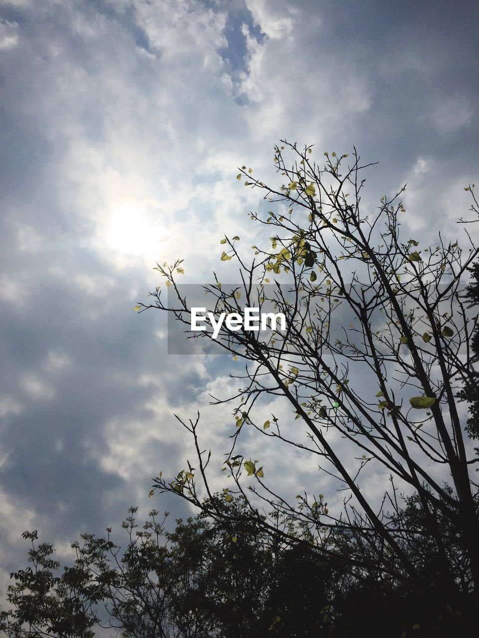 LOW ANGLE VIEW OF BLOOMING TREE AGAINST SKY