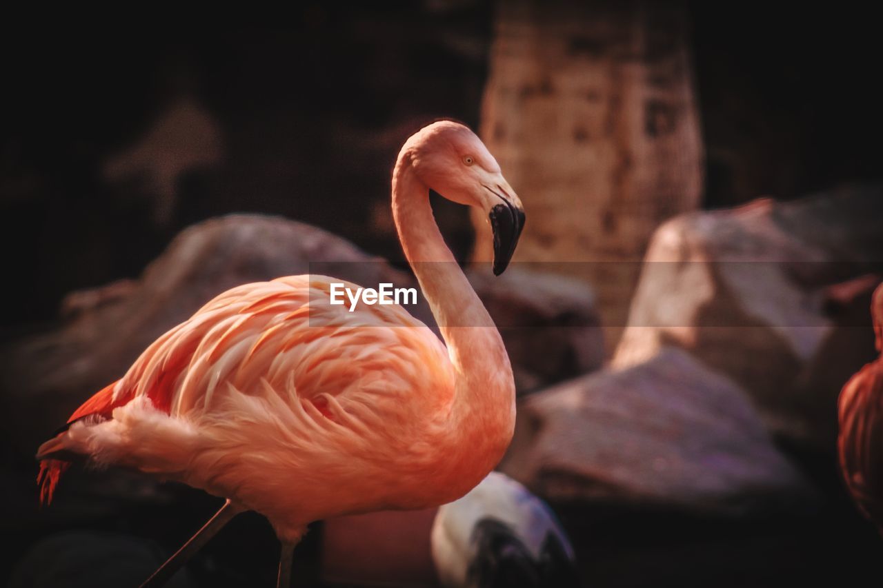 CLOSE-UP OF A BIRD