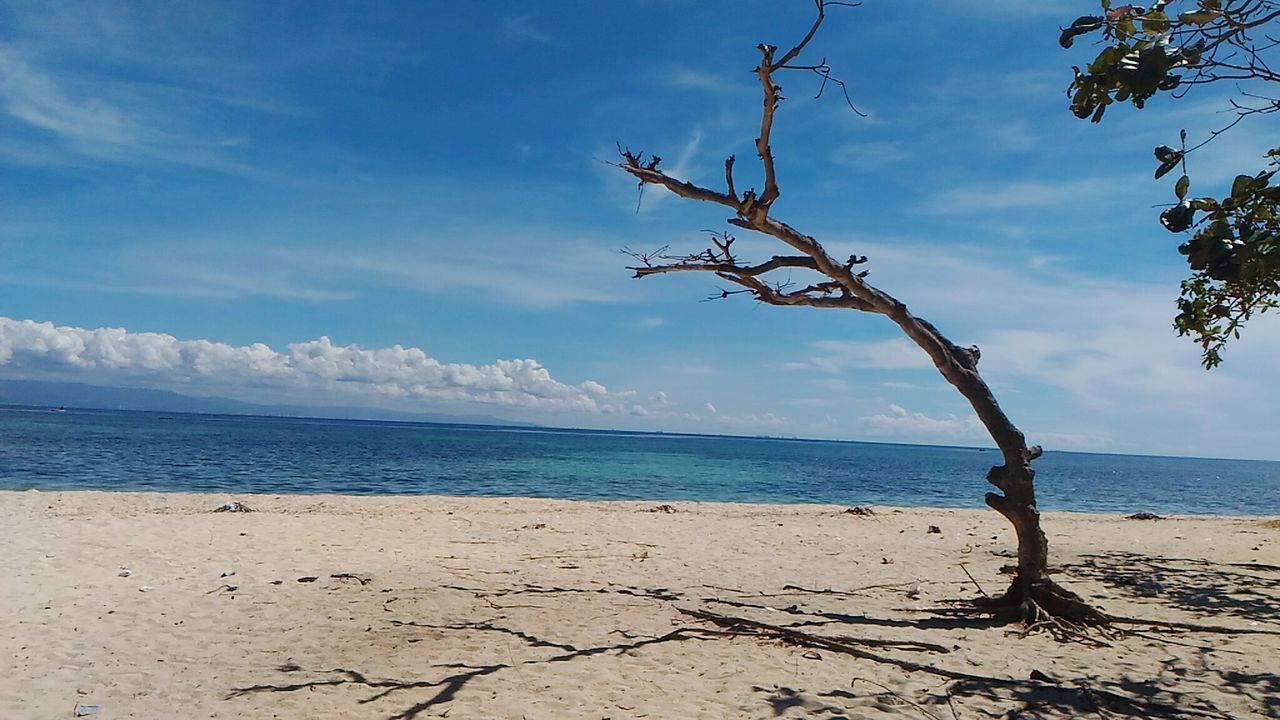 TREES ON BEACH AGAINST SKY