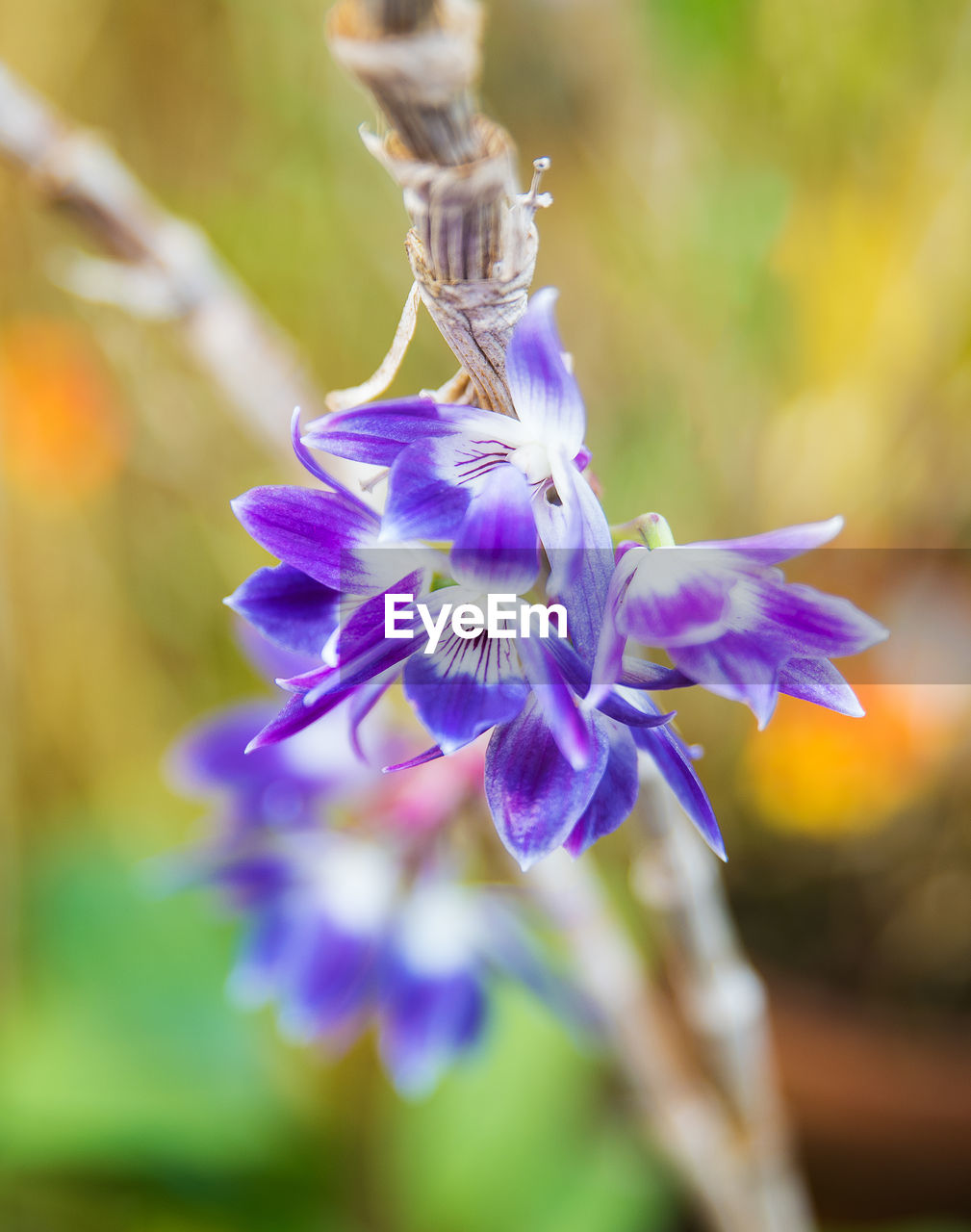 Close-up of purple flower blooming