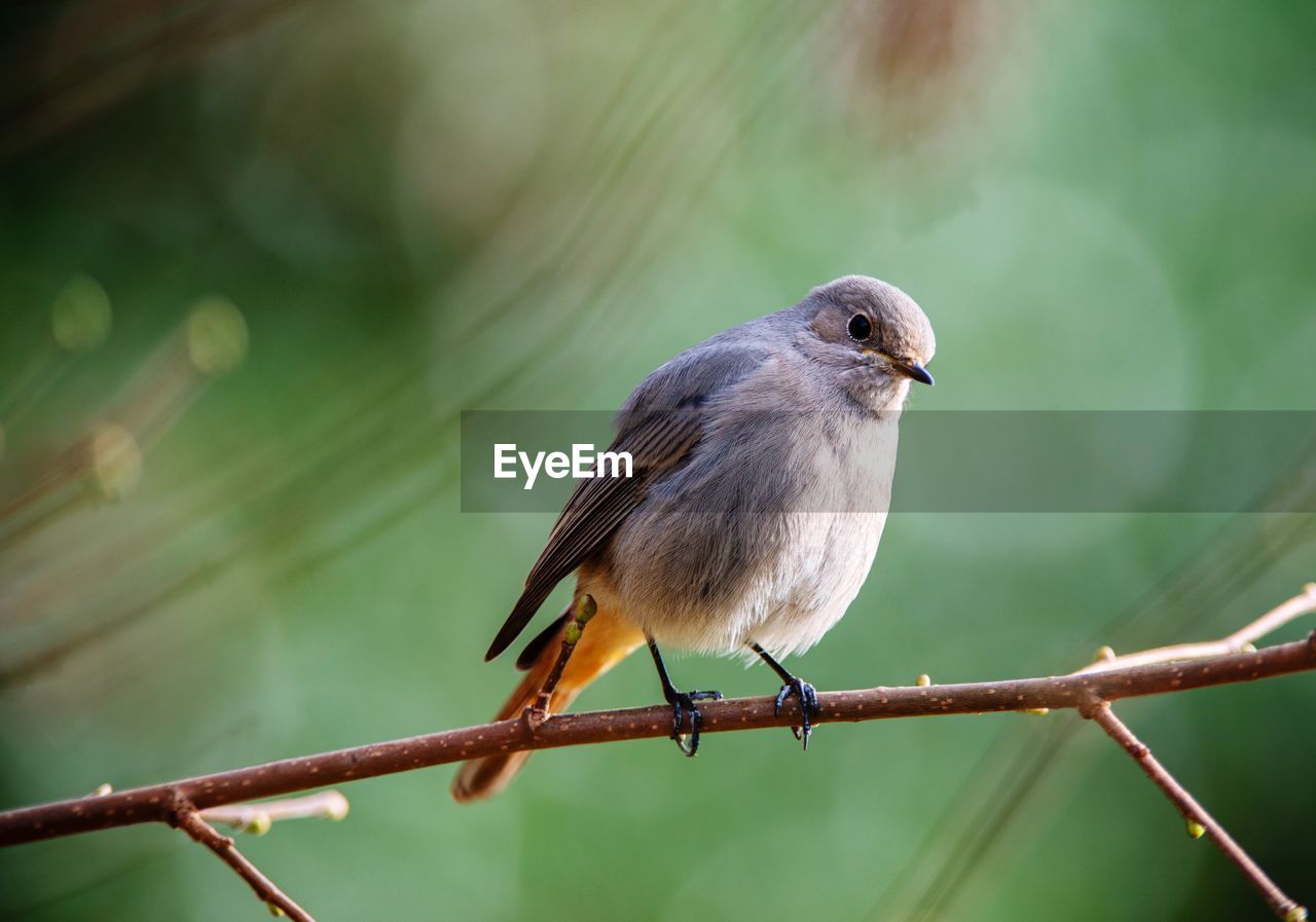 CLOSE-UP OF SPARROW PERCHING ON RAILING