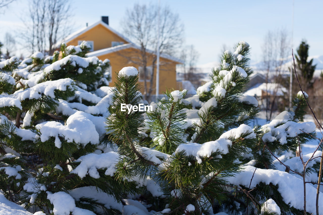 CLOSE-UP OF SNOW COVERED TREE IN HOUSE DURING WINTER