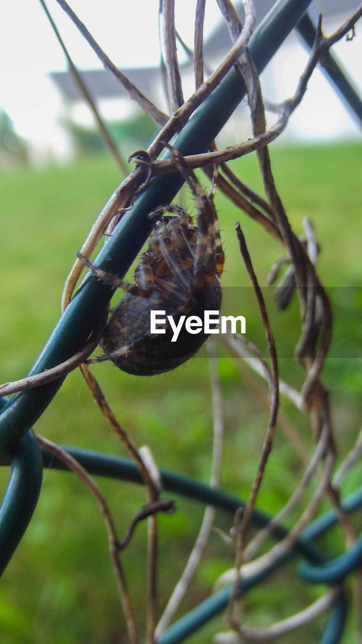 CLOSE-UP OF CATERPILLAR ON BRANCH