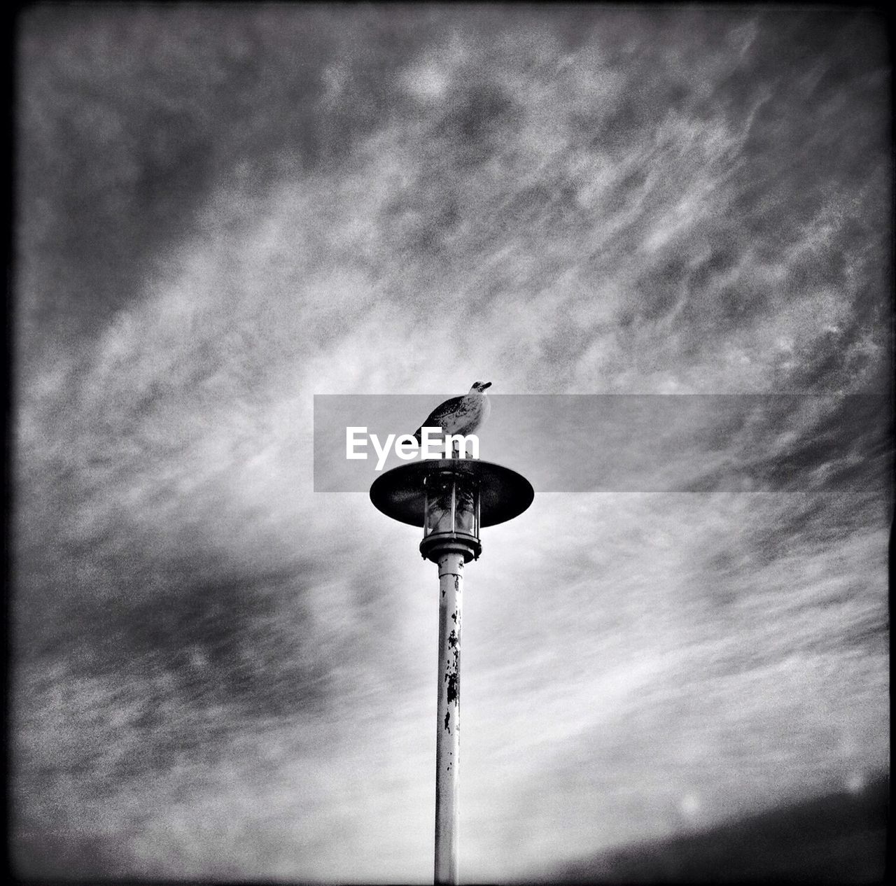 Low angle view of bird on street light against cloudy sky