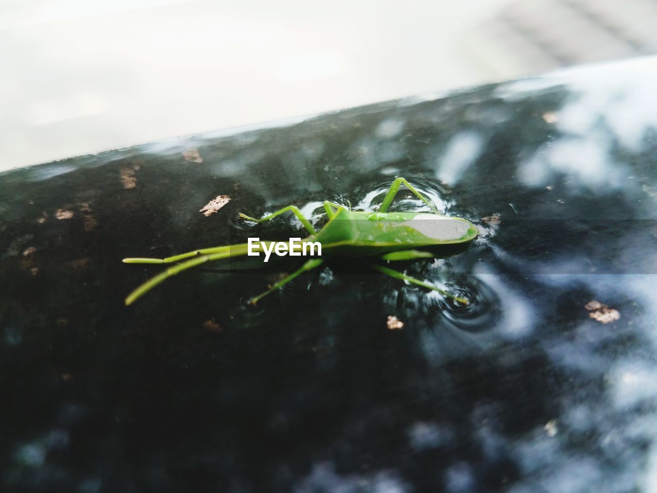CLOSE-UP OF INSECT