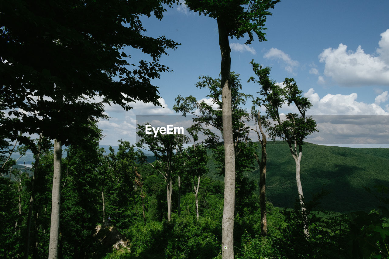 Low angle view of trees in forest against sky