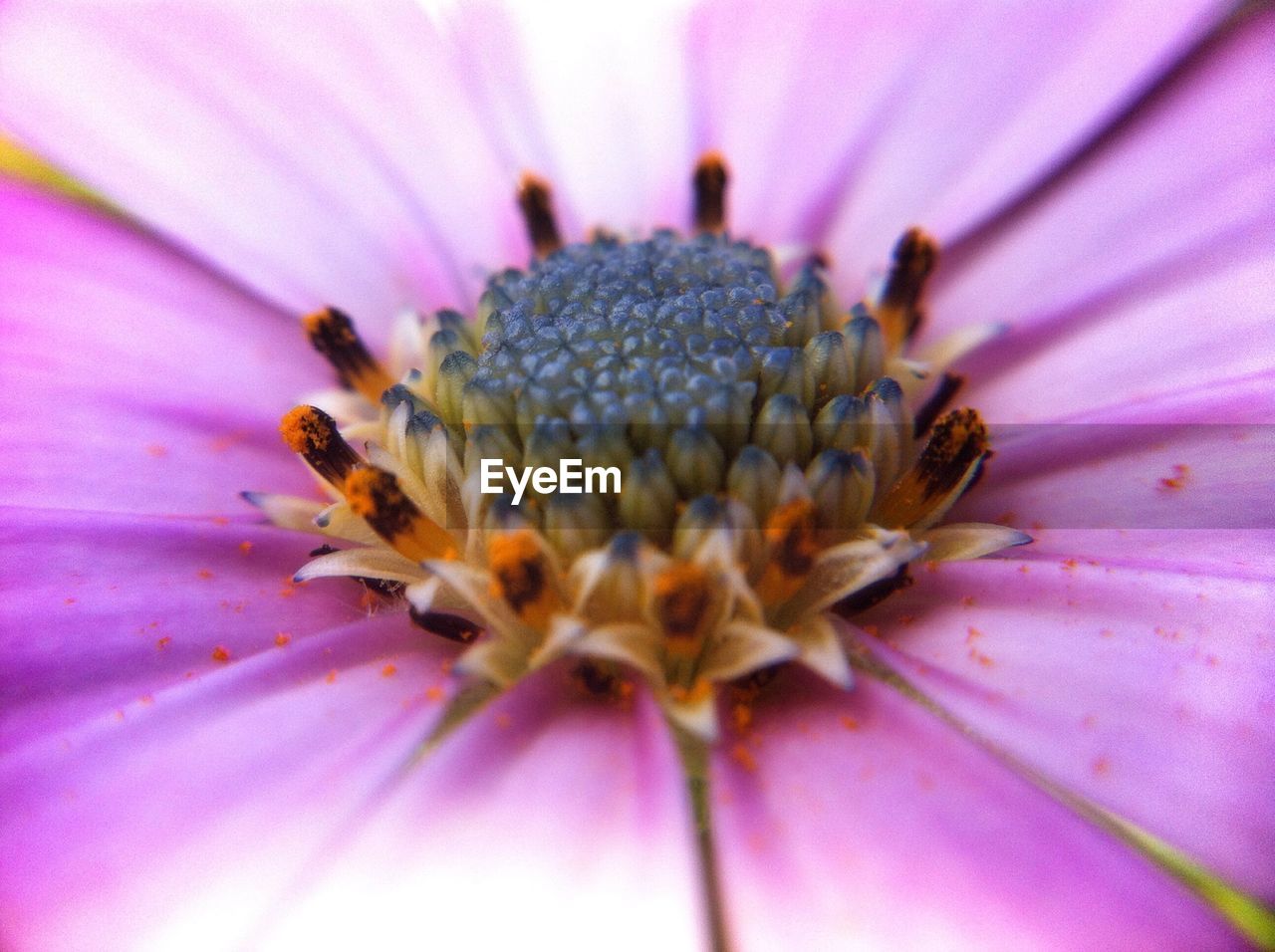 Close-up full frame of pink flower
