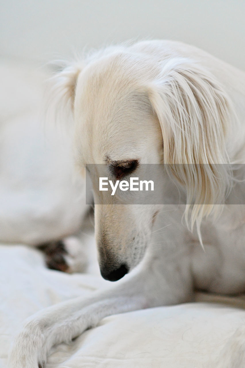 CLOSE-UP OF A DOG LYING DOWN