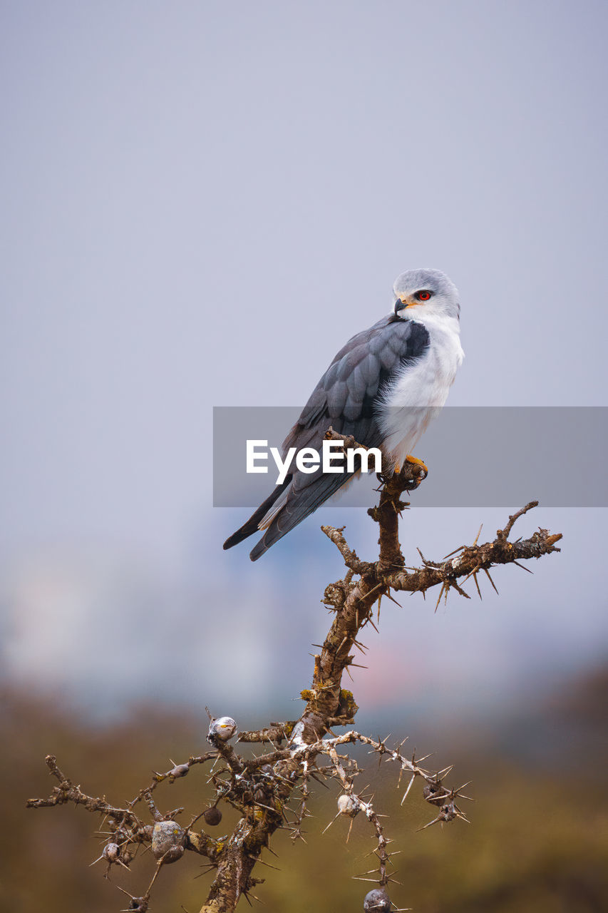 Animals in the wild - black-winged kite - elanus caeruleus