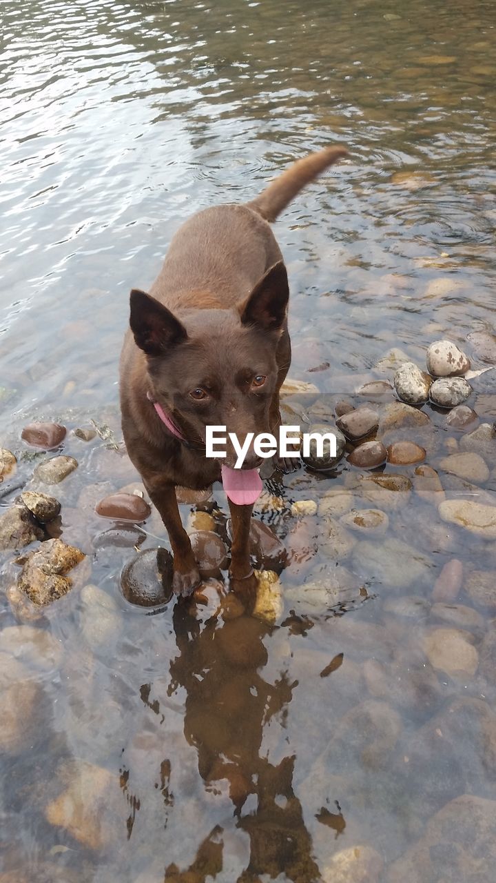 Red dog standing in river